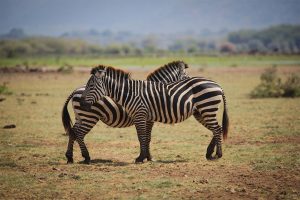 Arusha National Park