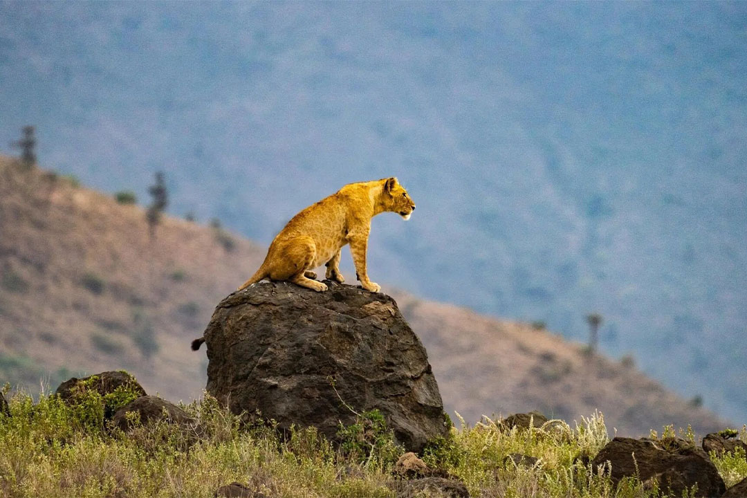 Ngorongoro Crater