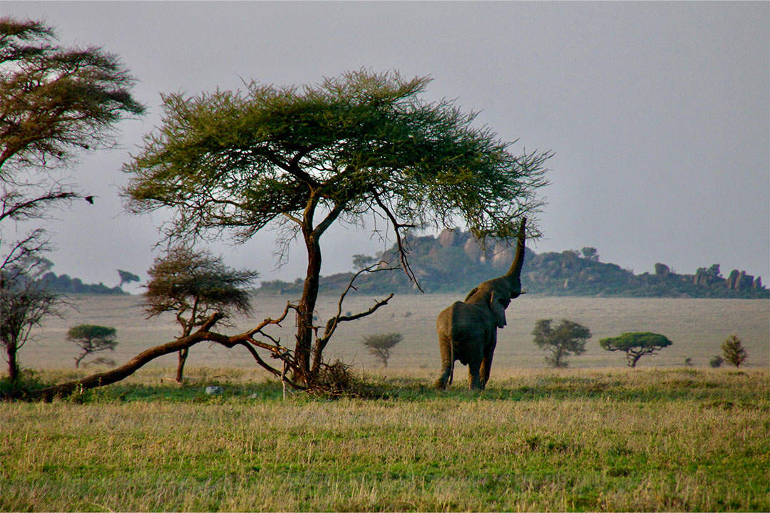 Serengeti National Park