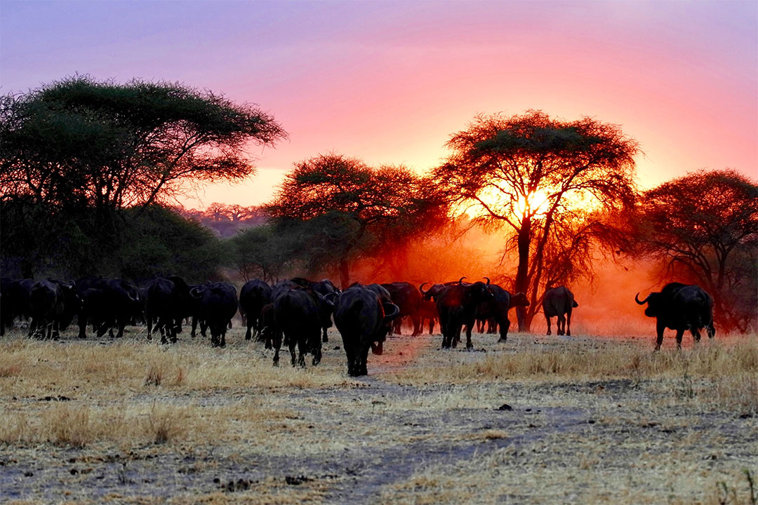 Tarangire National Park