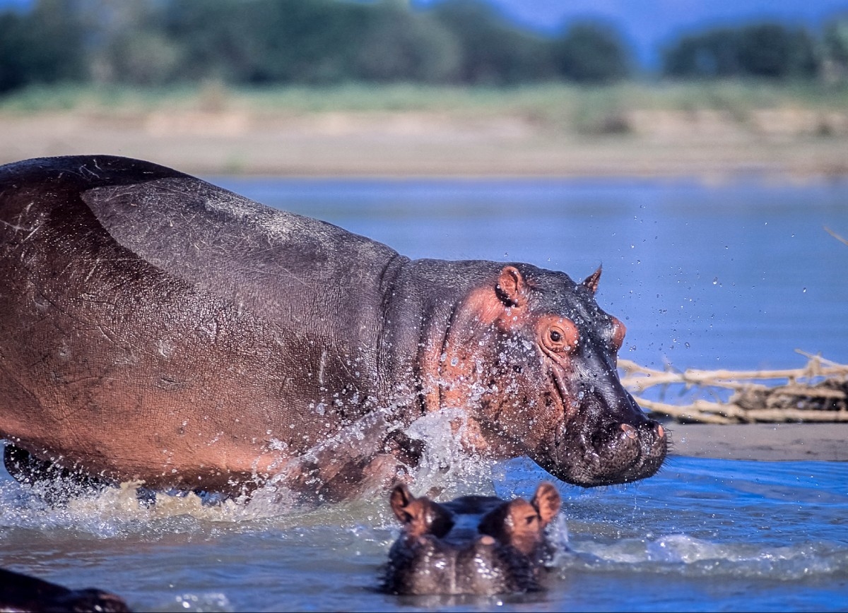 Selous Game Reserve