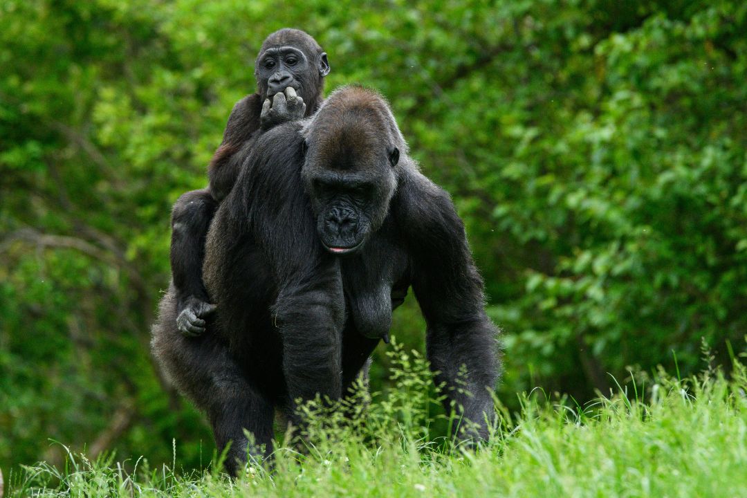 The Essential Checklist: Gorilla Trekking Packing List