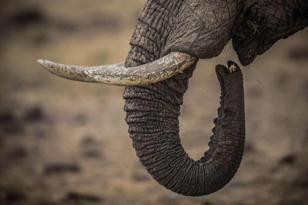 The Sentinels of the Savanna: Top Facts About African Elephants