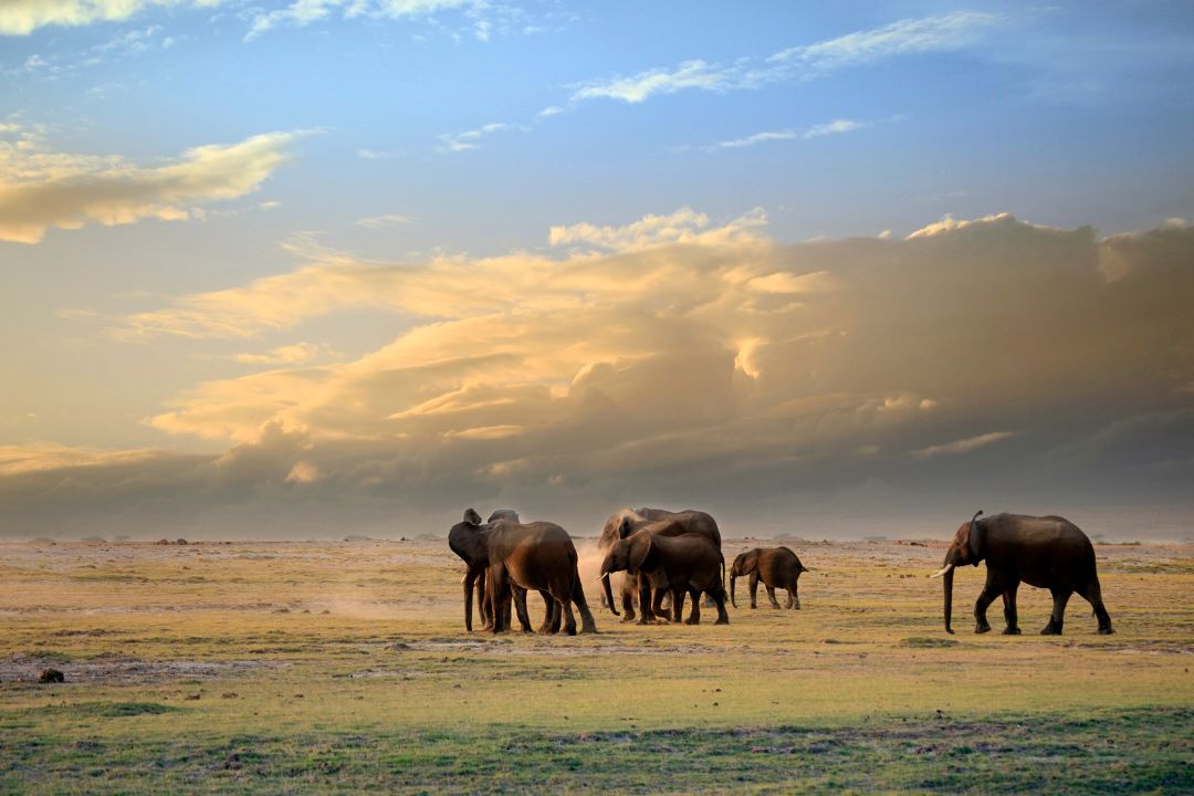 Amboseli National Park