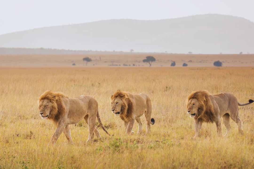 The Savannah Majesty