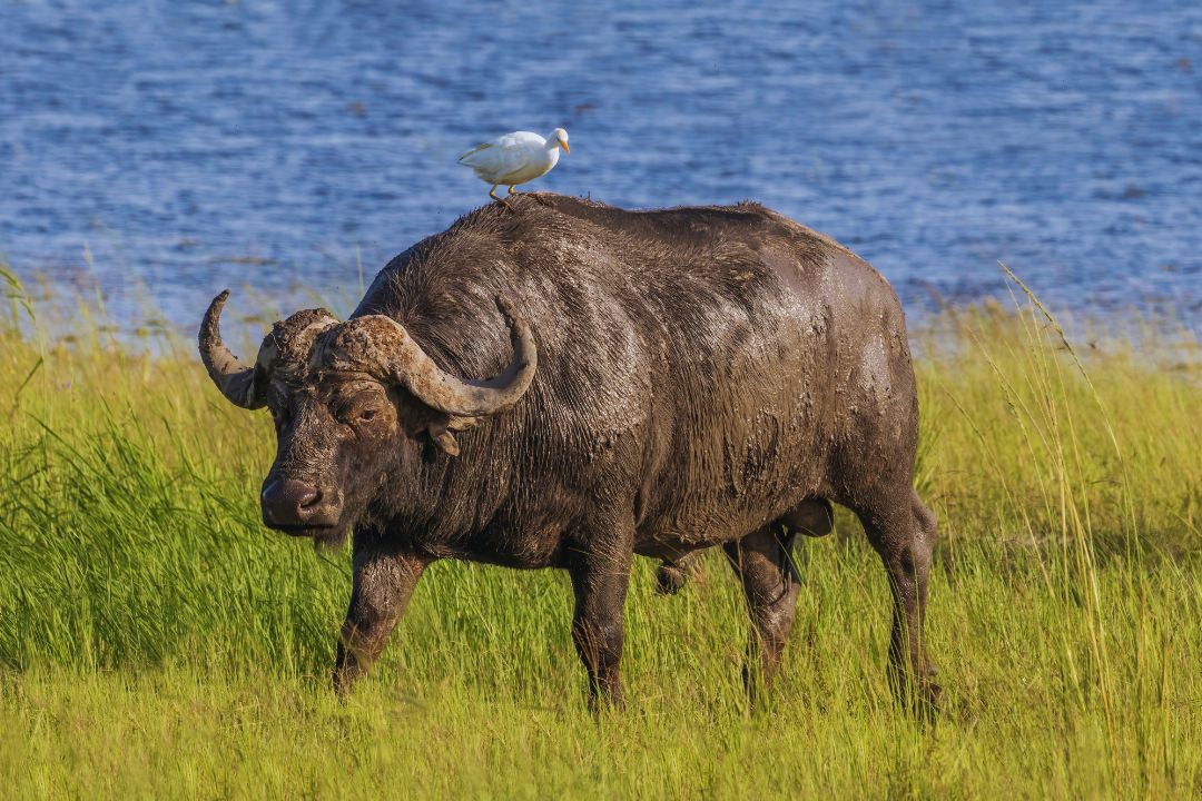 The Twin Nations Safari