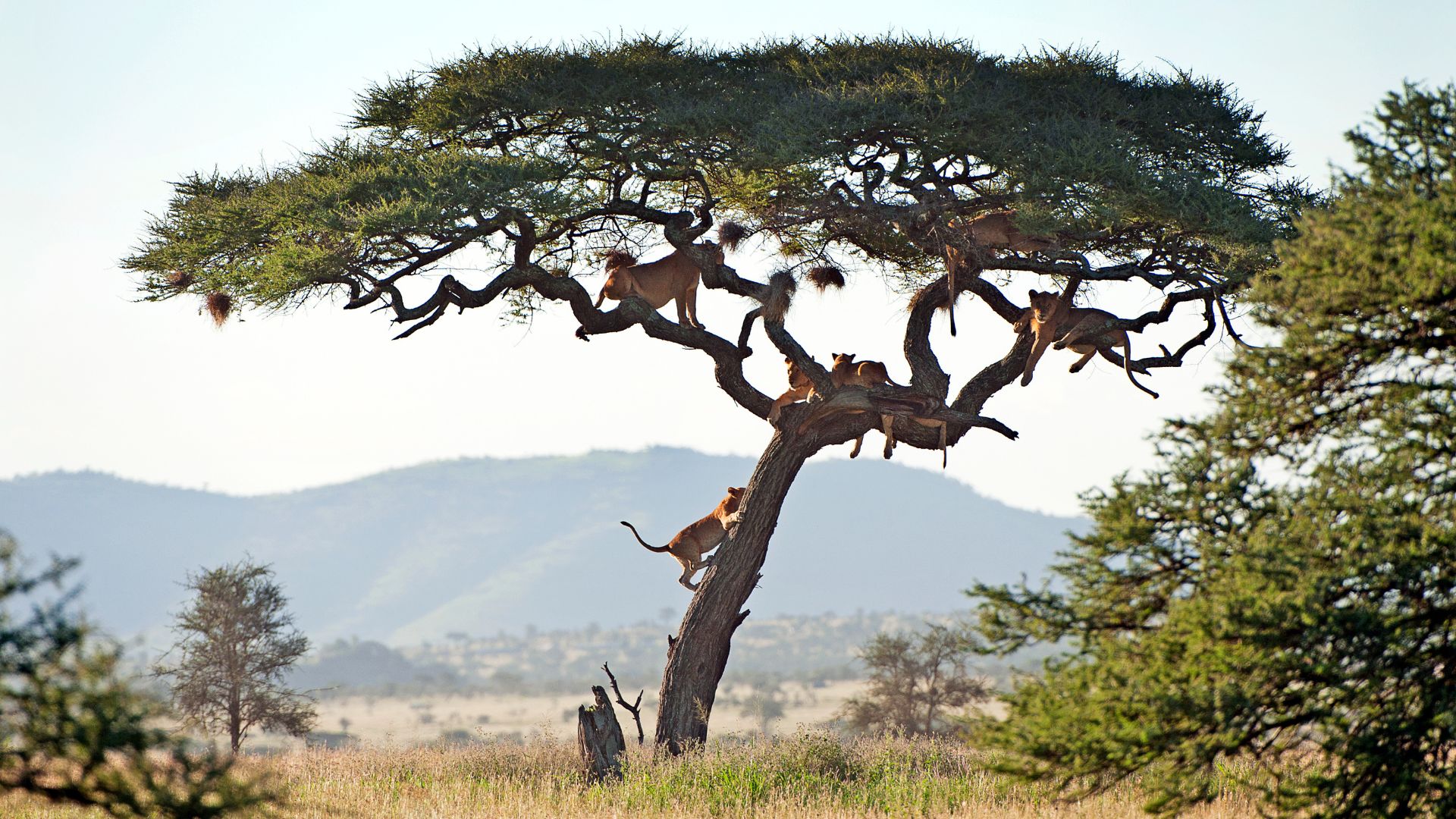 Manyara National Park