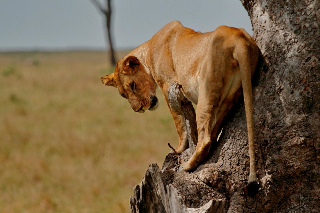 Maasai Mara Reserve