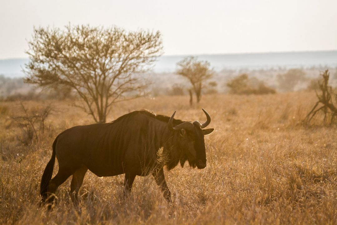 Serengeti National Park