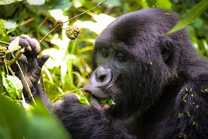 9 Days Uganda and Gorilla Trekking