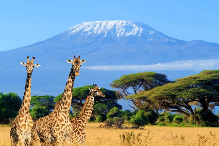 Amboseli