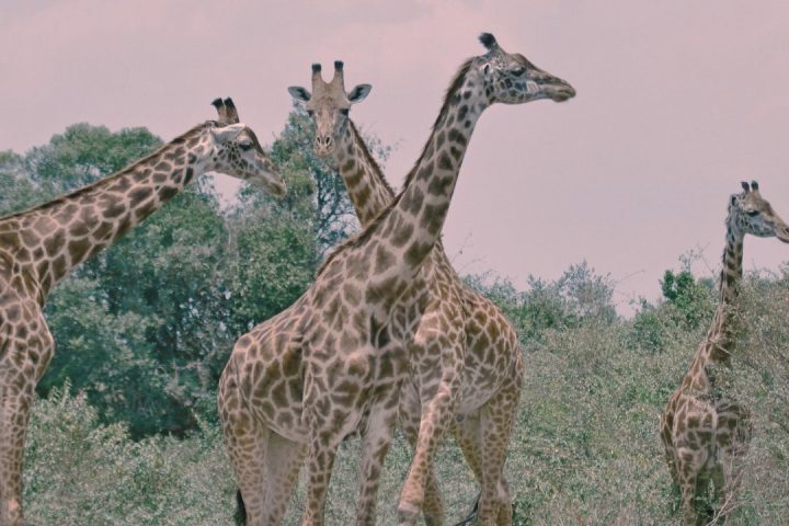 girafe