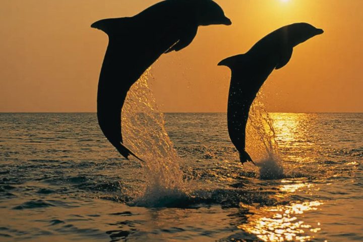 Dolphins