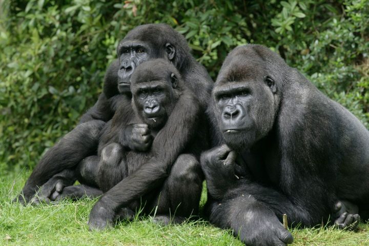 Gorilla Trekking Packing List (1)