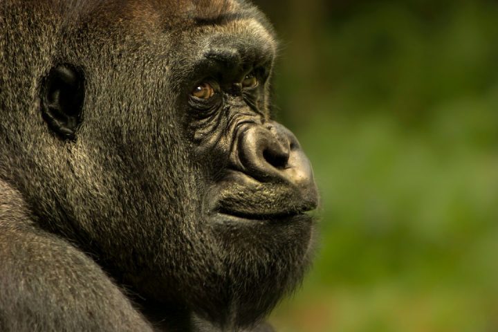 Gorilla Trekking Packing List