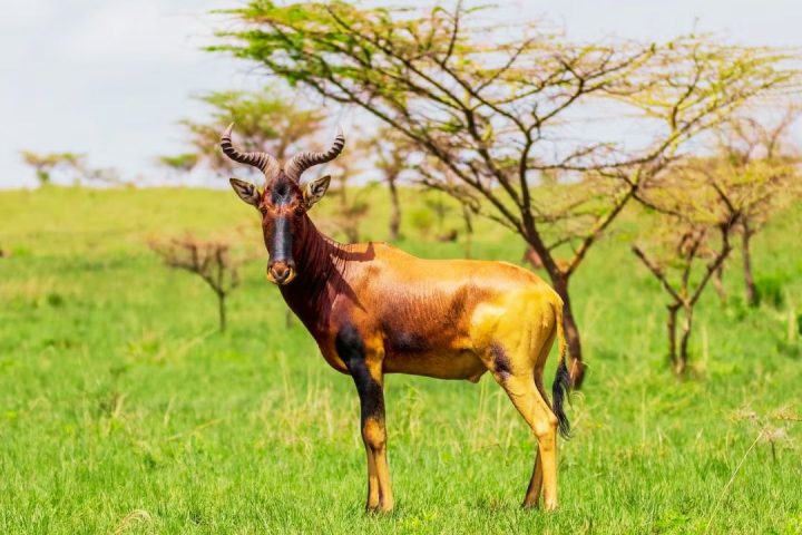 Kenya hertbeest