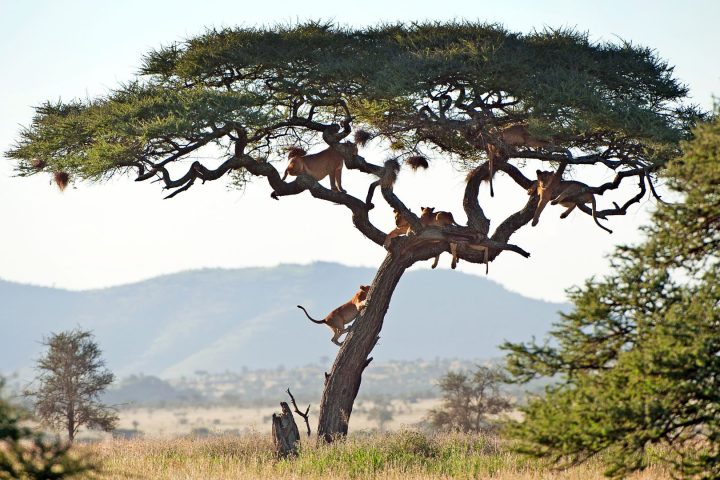 Lake Manyara National Park