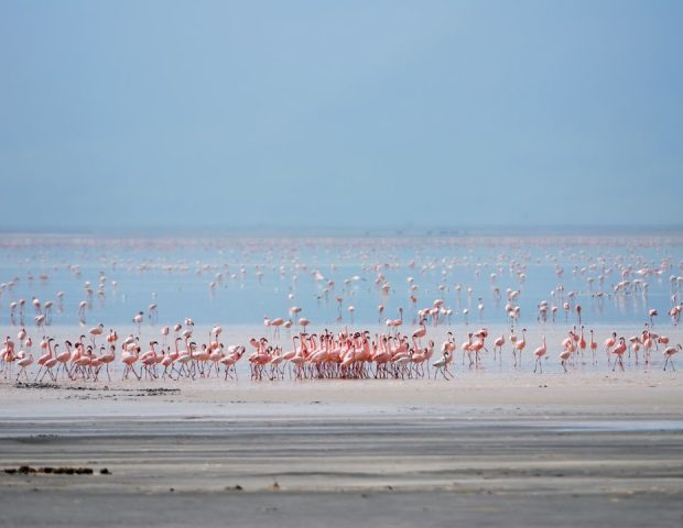 Manyara (1)