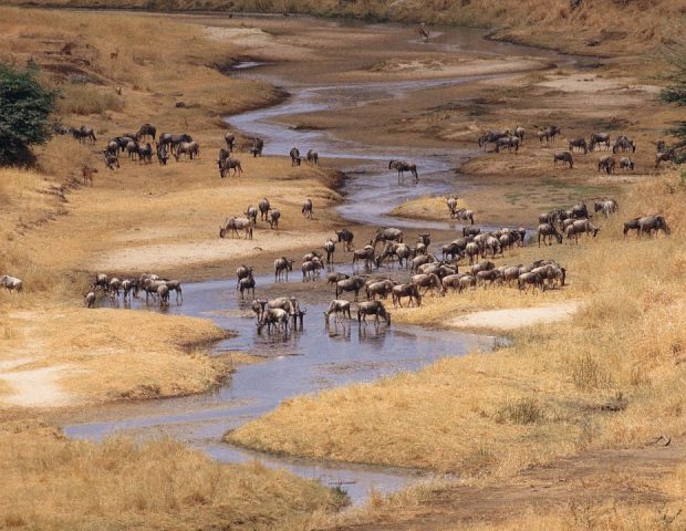 Tarangire National Park (2)