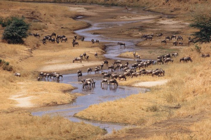 Tarangire National Park (2)