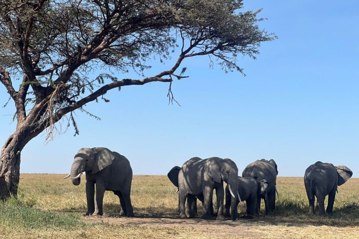 Tarangire National Park