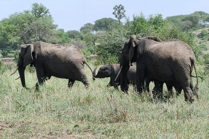 Top-Facts-About-African-Elephants