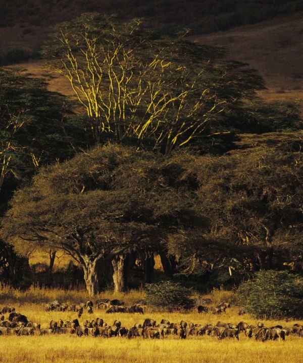 Wildebeest in Ngorongoro Crater