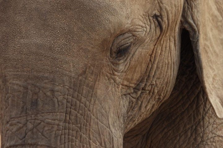 african-elephant.jpg