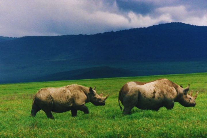 black rhinos
