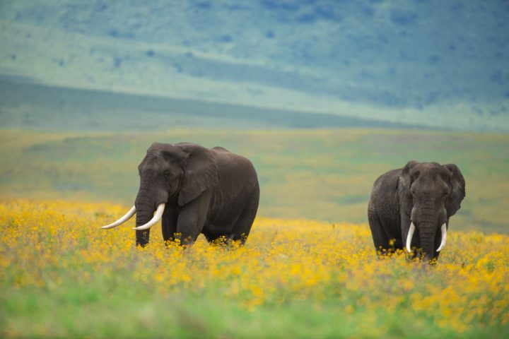 elephant-scaled.jpg