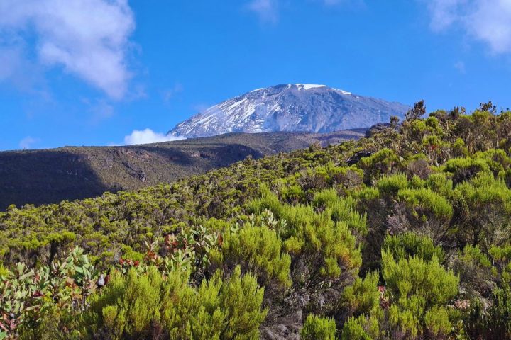kilimanjaro (23)