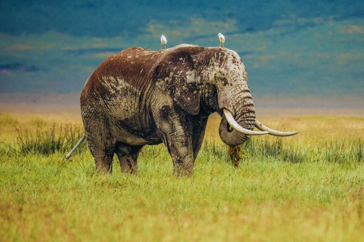 ngorongoro