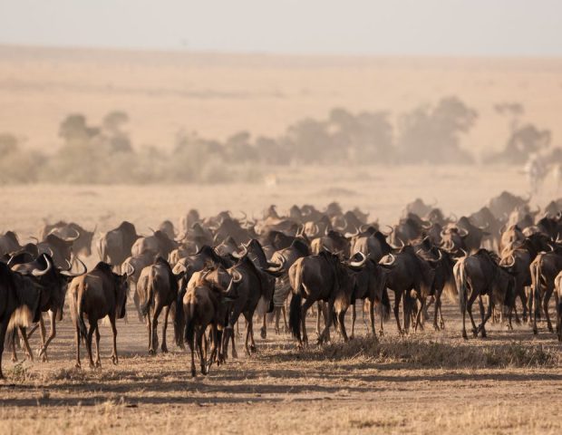 the-great-migration-guide-2026 (1)