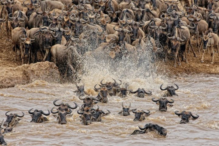 the-great-migration-guide-2026 (2)
